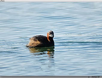 Animali 041